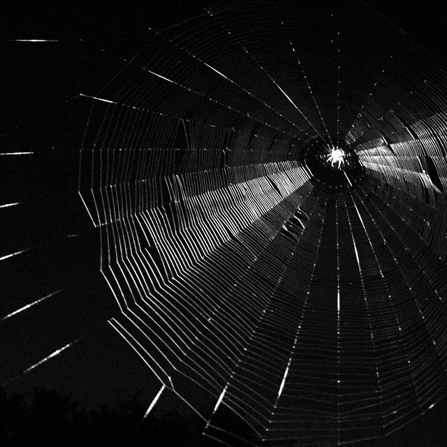 Web by Ryan Dickey